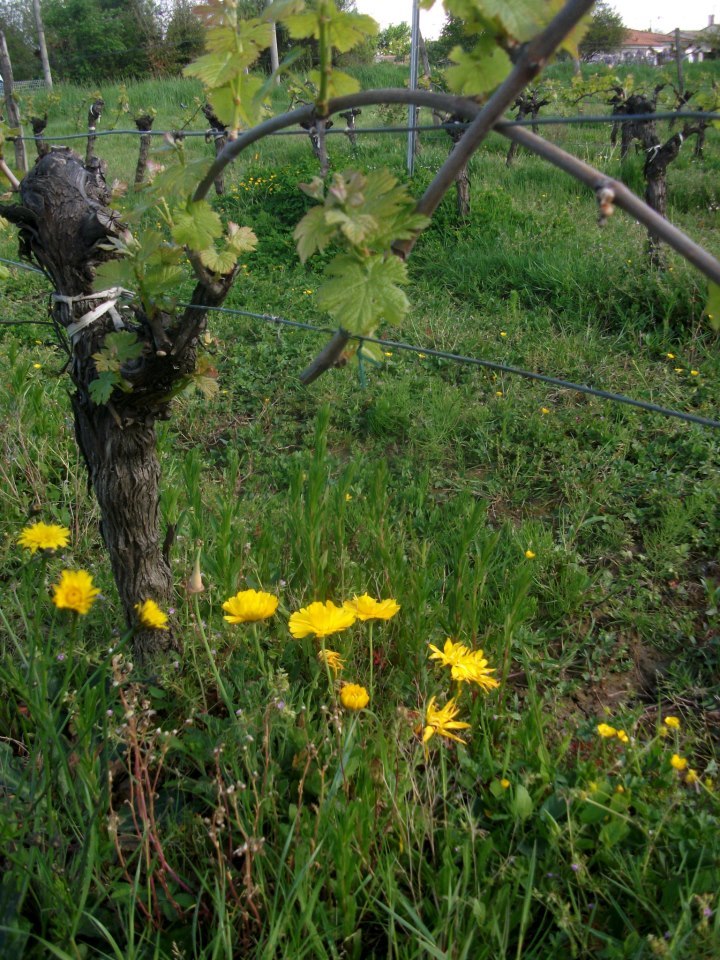 Les fleurs sauvages poussent au dessous les rangs des vignes bios